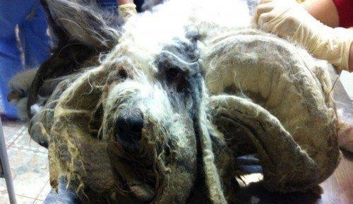 俄罗斯核怪兽爆料事件视频,惊心动魄的核危机真相曝光  第1张